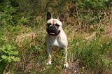 BOULEDOGUE FRANCAIS 1288